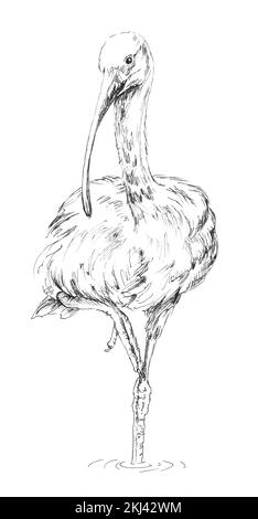 Handgezeichnete Skizze von Scarlet ibis. Weiße schwarze Darstellung eines amerikanischen Vogels auf einem Bein, isoliert auf weißem Hintergrund. Stockfoto