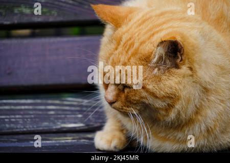 Alte, rothaarige Katze schläft auf einer Holzbank Stockfoto