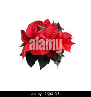 Rote Poinsettia traditionelle Weihnachtsblume isoliertes ausgeschnittenes Objekt, helle saisonale Dekoration für Winterferien, Clipping Path Stockfoto