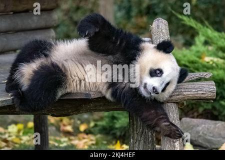 Riesenpanda, Bärenpanda, ein Baby, das draußen spielt Stockfoto