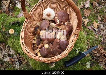 Korb mit frischen essbaren Wildpilzen, hauptsächlich Kiefernbohnen, in einem Wald Stockfoto