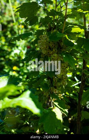 Ein Pinsel weißer Johannisbeeren und grüner Blätter. Weiße Johannisbeere, Nahaufnahme. Stockfoto