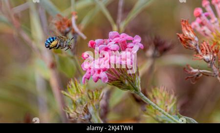Eine Nahaufnahme einer blauen Biene (Amegilla cingulata), die auf rosa Rondeletia-Blüten zielt Stockfoto