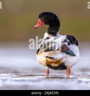 Gewöhnliche Schelmente (Tadorna tadorna) Wasservögel, die im flachen Wasser des Gezeitensumpfes am Wattenmeer in den Niederlanden auf Nahrungssuche gehen. Wildtierszene in der Natur. Stockfoto