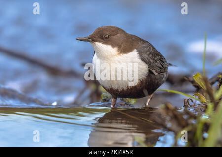 Weißkehltaucher (cinclus cinclus) Wasservogel, der im schnell fließenden Wasser eines Baches im natürlichen Lebensraum Nahrungssuche. Der Dipper sucht nach Nahrung Stockfoto