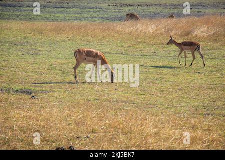 Afrikanische Hirschwildwelt Sambias in Afrika im Chaminuka-Nationalpark Stockfoto