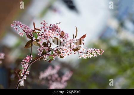 Zweig von Pink Prunus padus, Vogelkirsche, Mayday-Baum, Blütenpflanze, Kirscharten, Selektiver Fokus Stockfoto