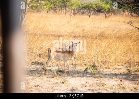 Afrikanische Hirschwildwelt Sambias in Afrika im Chaminuka-Nationalpark Stockfoto