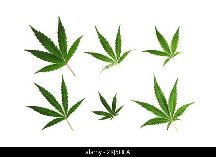 Gruppe von Cannabisblättern isoliert auf weißem Hintergrund. Stockfoto