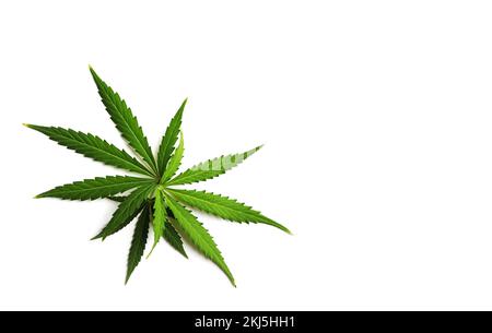 Gruppe von Cannabisblättern isoliert auf weißem Hintergrund. Stockfoto