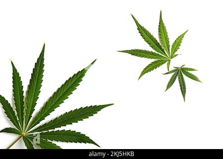 Gruppe von Cannabisblättern isoliert auf weißem Hintergrund. Stockfoto