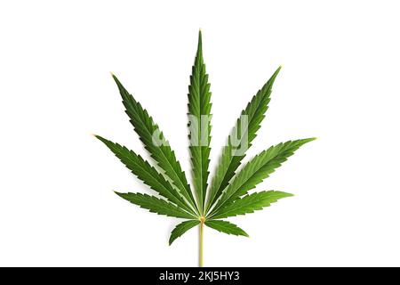 Großer Cannabishinterlass isoliert auf weißem Hintergrund. Stockfoto