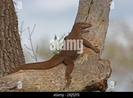 Landwächter (Varanus bengalensis), Erwachsener, der Bundala NP, Sri Lanka, sonnt Dezember Stockfoto