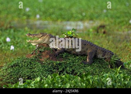 Rutschkrokodil (Crocodylus palustris), Erwachsener auf einem Hügel im Süßwassermarsch, Sonnenbaden mit Wasserhyazinthen auf dem Rücken Sri Lankas Dezember Stockfoto