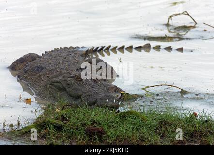 Schlepper Crocodile (Crocodylus palustris), Erwachsener, am Wasserrand Bundala NP, Sri Lanka Dezember Stockfoto