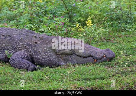 Nahaufnahme des Rutschkrokodils (Crocodylus palustris) von erwachsenen Sri Lanka Dezember Stockfoto