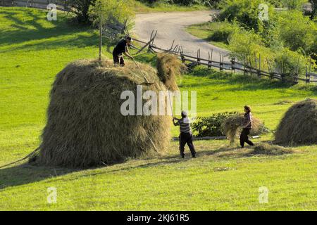 Bauern und Heuhaufen in einem serbischen Feld, Kamena Gora (2) Stockfoto