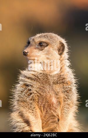 Nahaufnahme, Vorderansicht eines einsamen Erdmännchens, der isoliert draußen sitzt und zur Seite blickt. Stockfoto