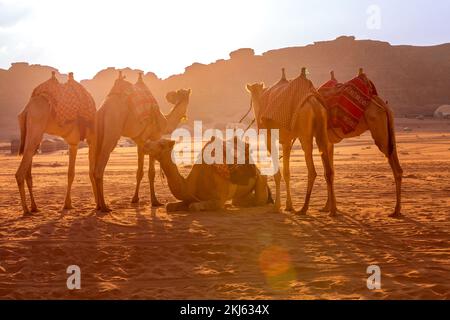 Jordanien, Kamelkarawane ruht in der majestätischen Wadi Rum Wüste, Tal des Mondes. Landschaft mit Sandsteinfelsen Stockfoto