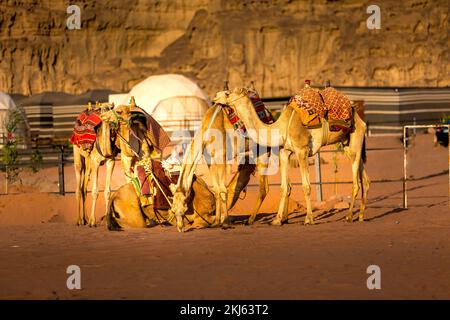 Jordanien, Kamelkarawane ruht in der majestätischen Wadi Rum Wüste, Tal des Mondes. Landschaft mit Sandsteinfelsen Stockfoto