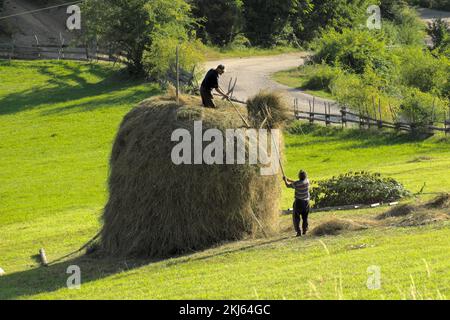 Bauern und Heuhaufen in einem serbischen Feld, Kamena Gora (2) Stockfoto