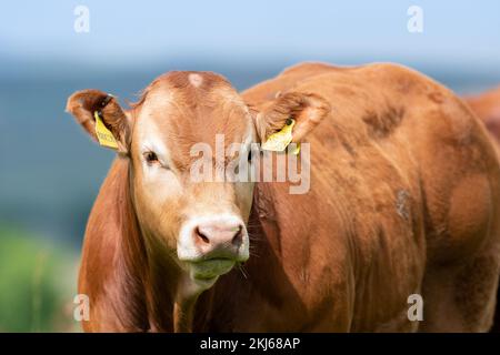 Pedigree Limousin Beef Kälber, Teil einer Herde in der Nähe von Slaidburn im Forest of Bowland, Lancashire, Großbritannien. Stockfoto