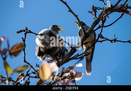 Ein erwachsener australischer Noisy Miner (Manorina melanocephala), der in Sydney, NSW, Australien, Jungtiere ernährt (Foto: Tara Chand Malhotra) Stockfoto