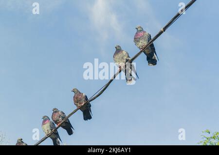 Der Vogel sitzt am blauen Himmel. Tauben im Park. Stockfoto