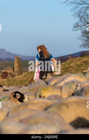 Junge Schäferin, die swaledale-Mutterschafe nach Fütterung im Winter prüft. North Yorkshire, Großbritannien. Stockfoto