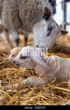 Mutterschaf mit neugeborenen Zwillingslämmern, auf Stroh gelegt, in einem Schuppen. North Yorkshire, Großbritannien. Stockfoto