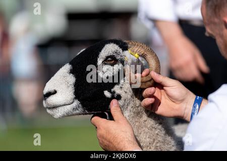 Aussteller der Great Yorkshire Show zeigen ihr Vieh auf der Messe 2021 in Harrogate, North Yorkshire, Großbritannien. Stockfoto