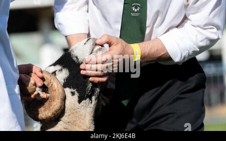 Aussteller der Great Yorkshire Show zeigen ihr Vieh auf der Messe 2021 in Harrogate, North Yorkshire, Großbritannien. Stockfoto