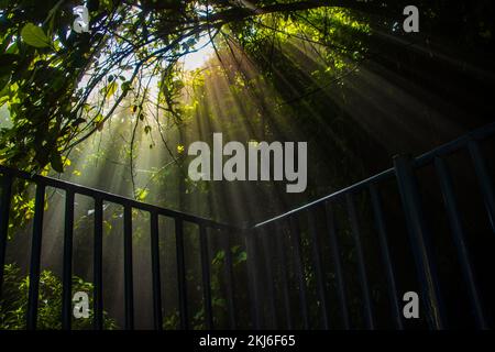 Wunderschöne Sonnenstrahlen im Wald von Pokhara, Nepal Stockfoto