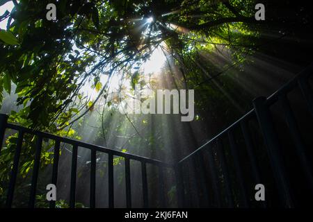 Wunderschöne Sonnenstrahlen im Wald von Pokhara, Nepal Stockfoto