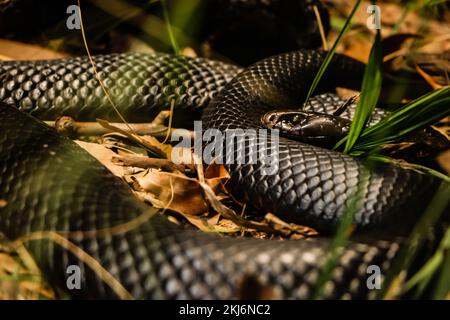 Australische Tierwelt im Zoo von Sydney Stockfoto
