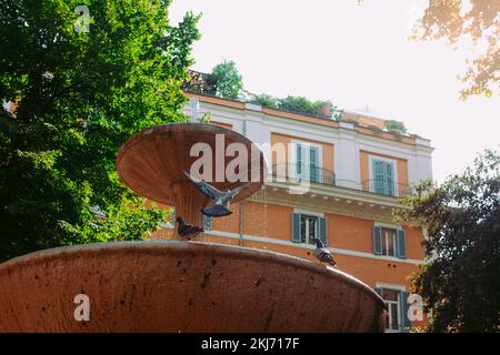 Drei Tauben trinken Wasser aus einem alten Brunnen. Park mit Vögeln, üppigen Bäumen und wunderschönem Tageslicht in Rom, Italien. Traumhafte Sommerreise. Stockfoto