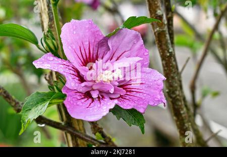 Blütenrose Sharon (Hibiscus syriacus) im Garten Stockfoto