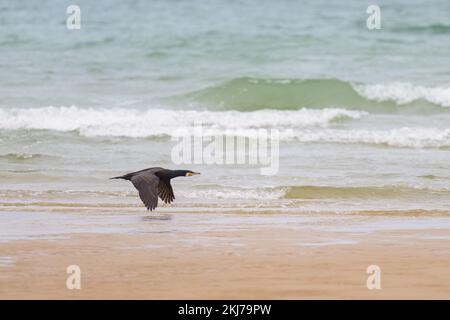 Ein großer Kormorant, der tief am Strand vor den Wellen fliegt, wolkiger Tag im Sommer in Nordfrankreich Stockfoto