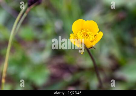 Caltha palustris, bekannt als Sumpf-Marigold- und Königsmakrofoto aus der Nähe von einer gelben Blume vor unscharfem grünen Hintergrund, aufgenommen in Chvamli Stockfoto