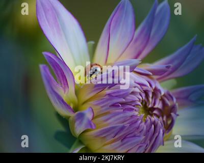 Eine Nahaufnahme einer kleinen Dame, Harmonia axyridis, die sich in einer rosa Dahlienblume versteckt Stockfoto