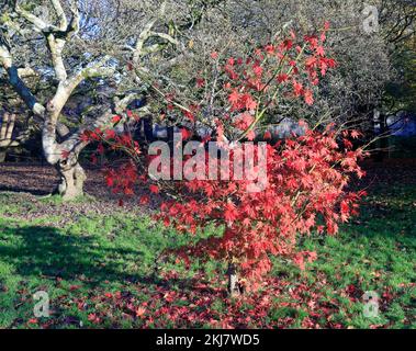 Acer Japonica Trees im Herbst, Bute Park, Cardiff. Aufgenommen Am 2022. November. Winter/Herbst. Zyl Stockfoto