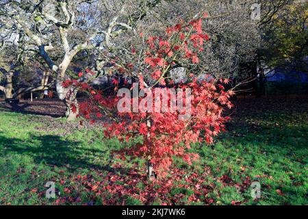 Acer Japonica Trees im Herbst, Bute Park, Cardiff. Aufgenommen Am 2022. November. Winter/Herbst. Zyl Stockfoto