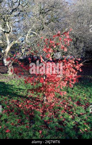 Acer Japonica Trees im Herbst, Bute Park, Cardiff. Aufgenommen Am 2022. November. Winter/Herbst. Zyl Stockfoto