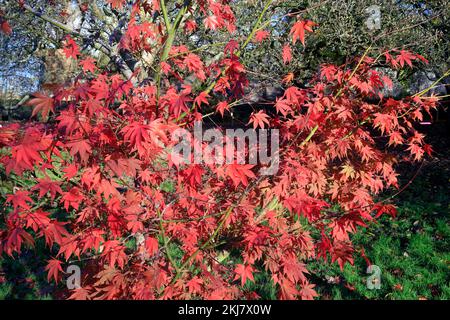 Acer Japonica Trees im Herbst, Bute Park, Cardiff. Aufgenommen Am 2022. November. Winter/Herbst. Zyl Stockfoto