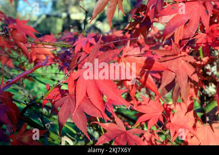 Acer Japonica Trees im Herbst, Bute Park, Cardiff. Aufgenommen Am 2022. November. Winter/Herbst. Zyl Stockfoto