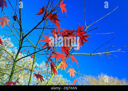 Acer Japonica Trees im Herbst, Bute Park, Cardiff. Aufgenommen Am 2022. November. Winter/Herbst. Zyl Stockfoto