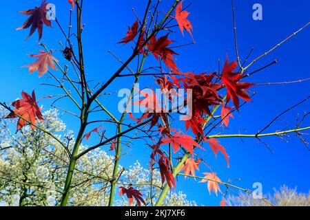 Acer Japonica Trees im Herbst, Bute Park, Cardiff. Aufgenommen Am 2022. November. Winter/Herbst. Zyl Stockfoto