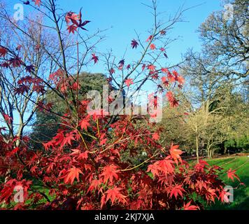 Acer Japonica Trees im Herbst, Bute Park, Cardiff. Aufgenommen Am 2022. November. Winter/Herbst. Zyl Stockfoto