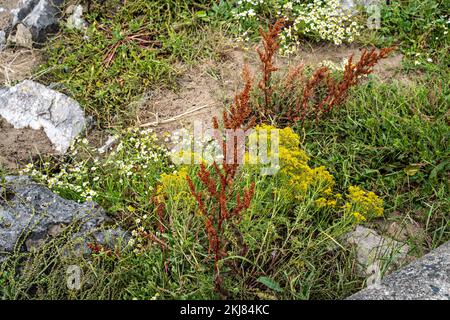 Küstenpflanzen und -Blumen Stockfoto