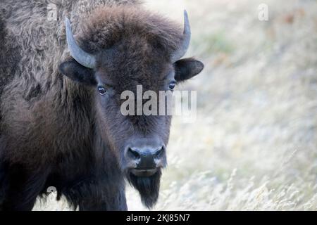 Prärie-Bison-Kuh aus nächster Nähe im Waterton Lakes National Park, Kanada (Bison Bison) Stockfoto